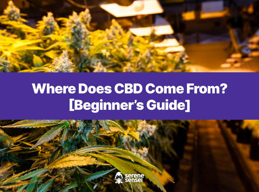 Where Does CBD Come From? [Beginner’s Guide]
